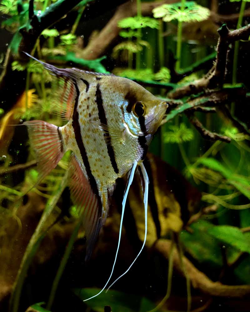 Angel Fish Photo by Jelle Faber